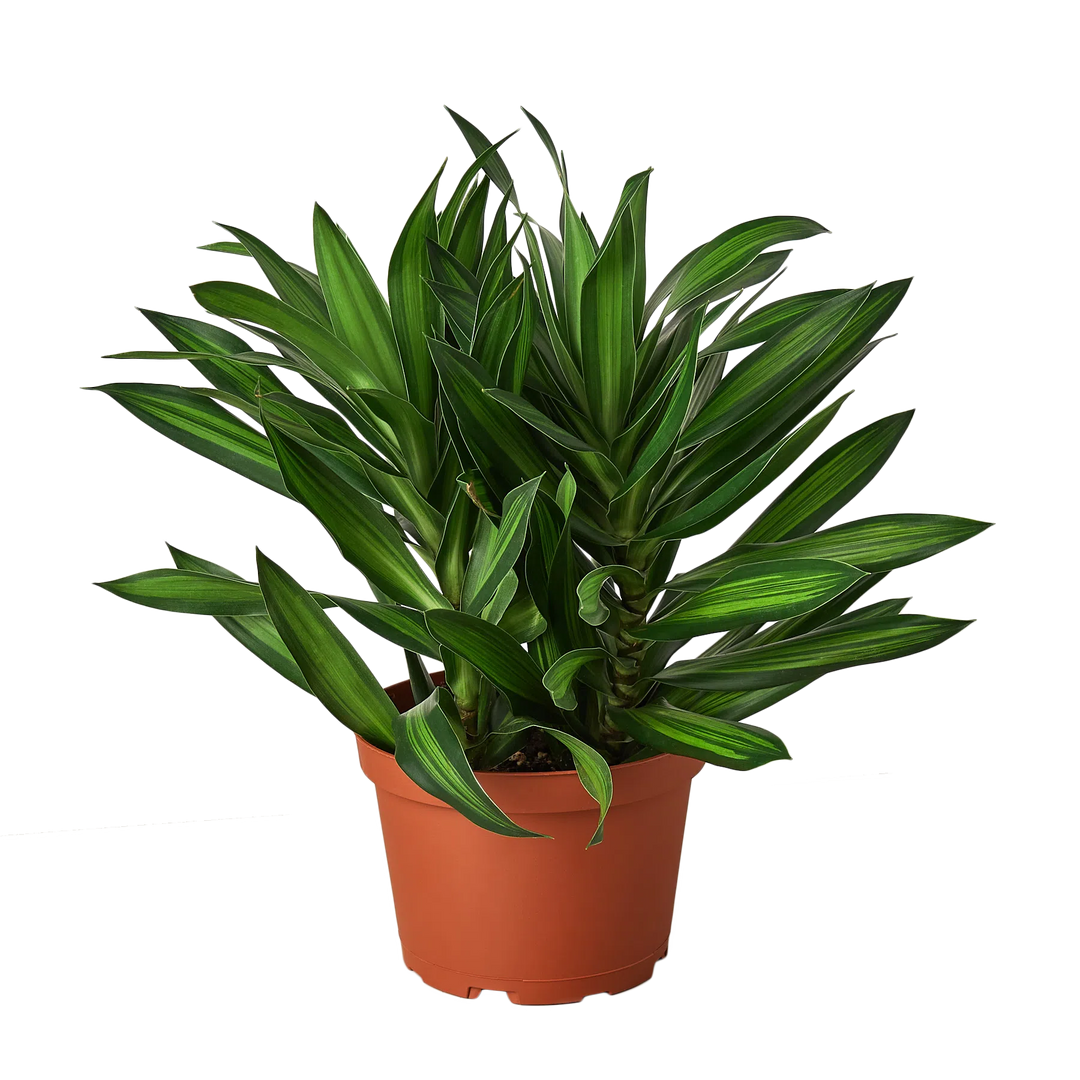 Dracaena 'Song of Jamaica'-6" Plant (1) ($10)-American Plant Supply