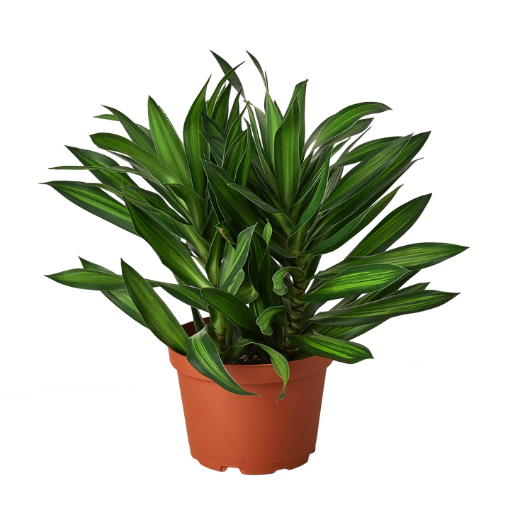 Dracaena 'Song of Jamaica'-6" Plant (1) ($10)-American Plant Supply