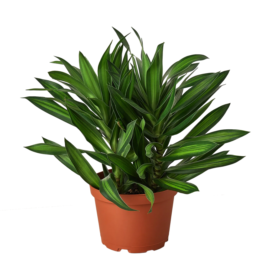 Dracaena 'Song of Jamaica'-6" Plant (1) ($10)-American Plant Supply