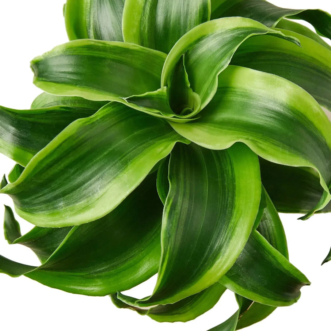 Dracaena 'Tornado'-4" Plant (1pk/$2) ($6 Ship/15oz)-American Plant Supply