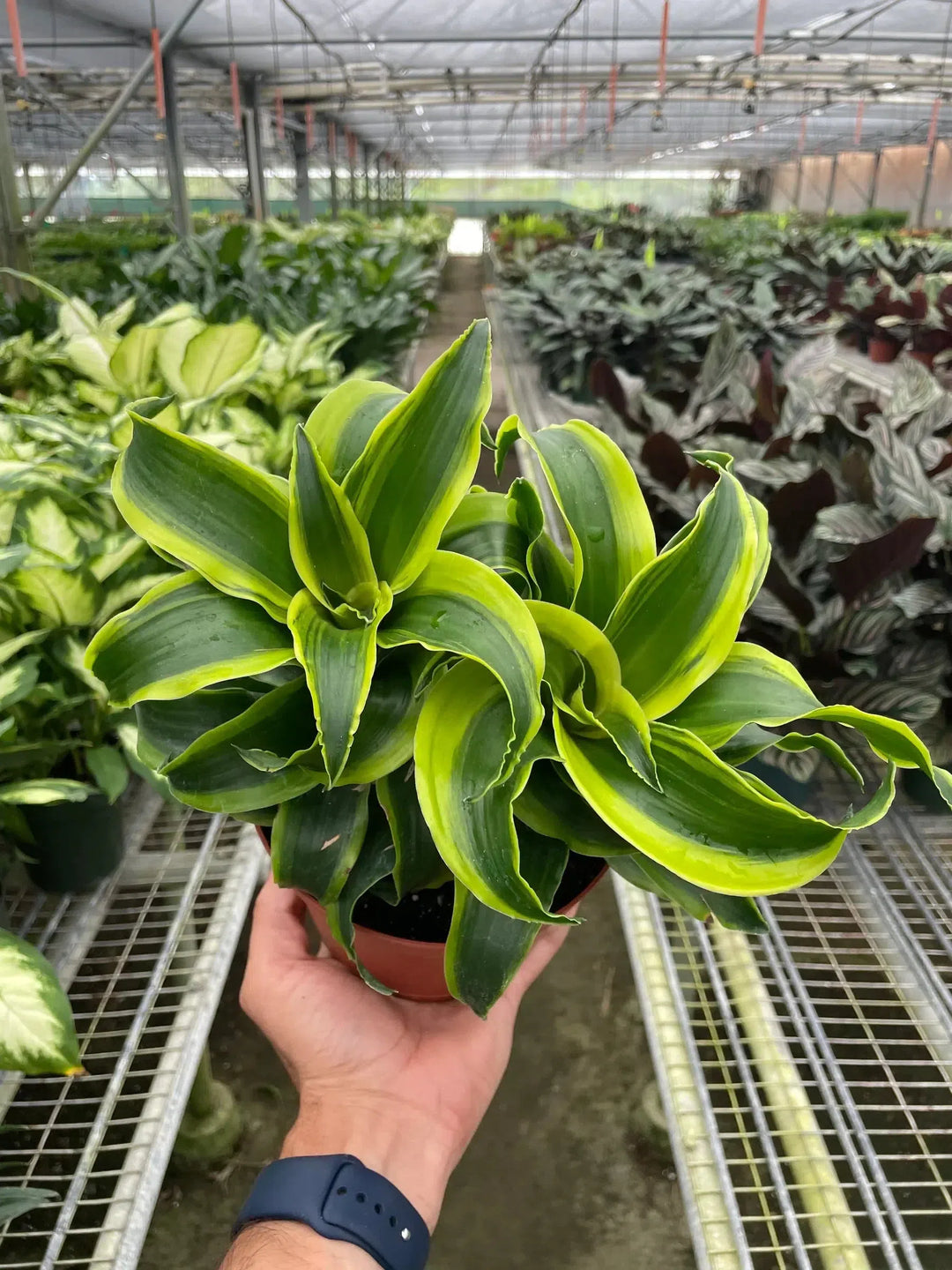 Dracaena 'Tornado'-4" Plant (1pk/$2) ($6 Ship/15oz)-American Plant Supply