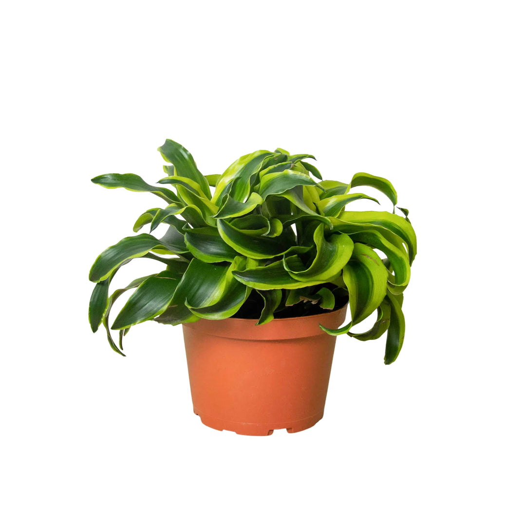 Dracaena 'Tornado'-4" Plant (1pk/$2) ($6 Ship/15oz)-American Plant Supply