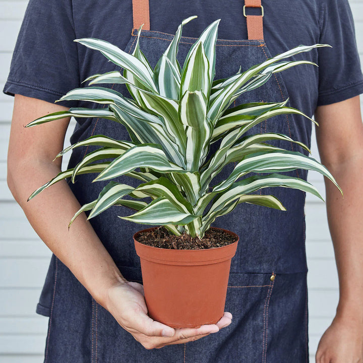 Dracaena 'Warneckii White Jewel'-Default-American Plant Supply