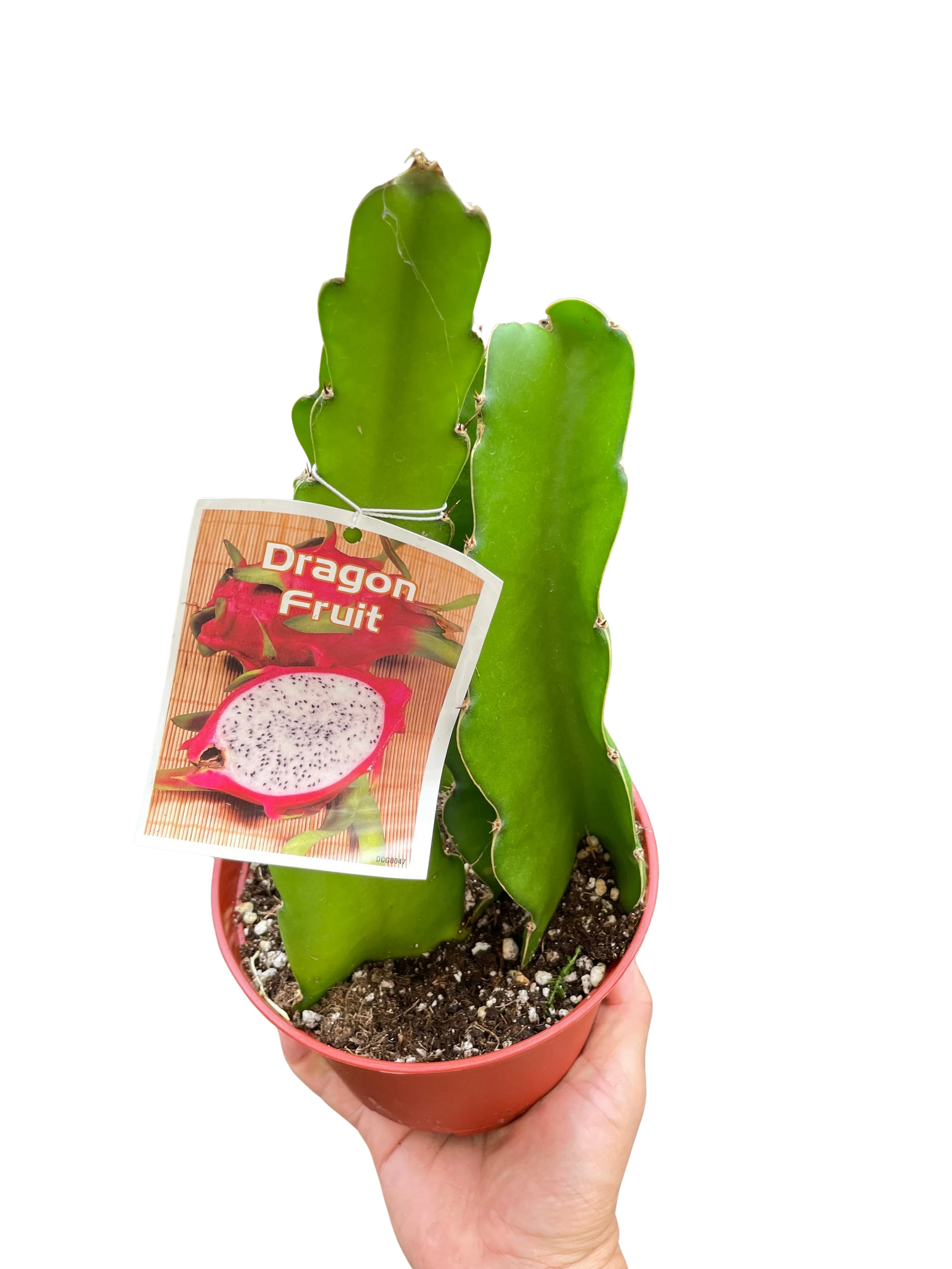 Dragon Fruit-Indoor Plants-American Plant Supply
