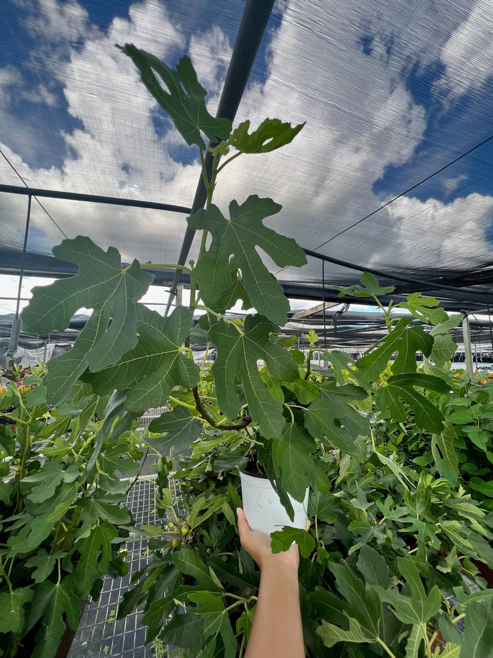 ED Fig-Indoor Plants-American Plant Supply