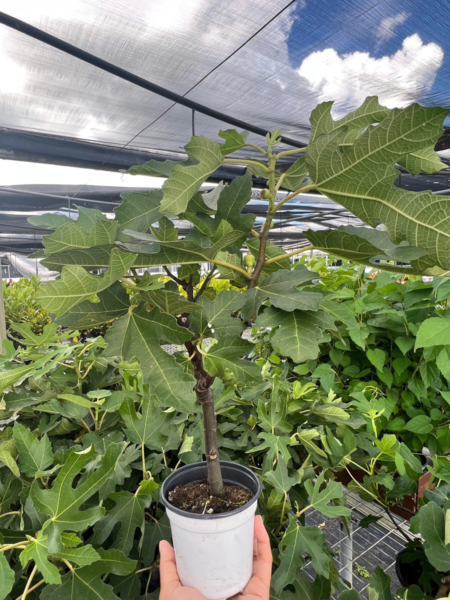 ED Fig-Indoor Plants-American Plant Supply