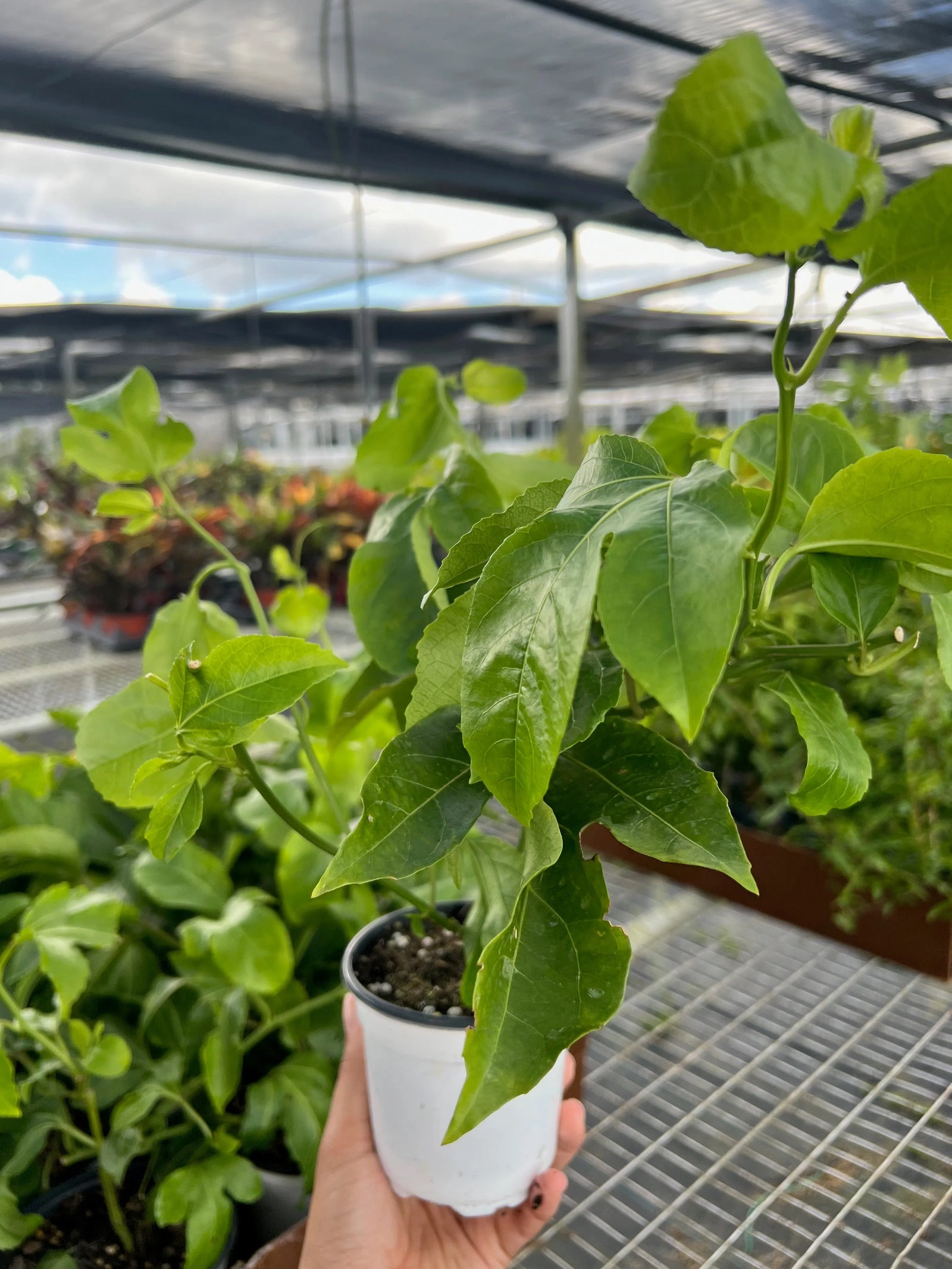 ED Passion Fruit-Indoor Plants-American Plant Supply