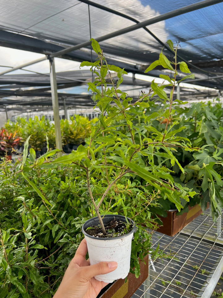 ED Pomegranate-Indoor Plants-American Plant Supply