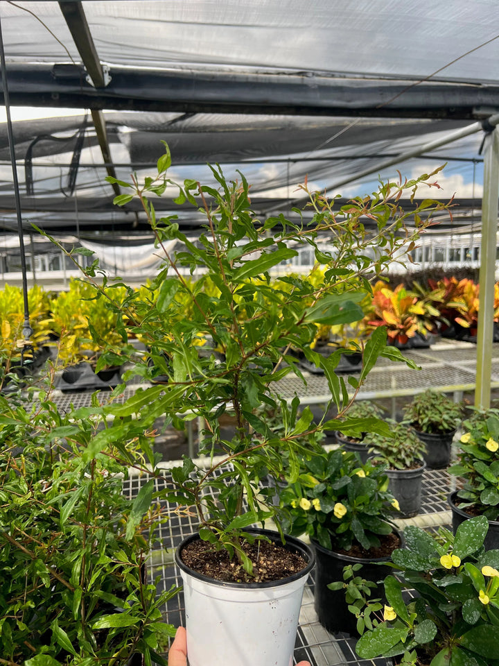 ED Pomegranate-Indoor Plants-American Plant Supply