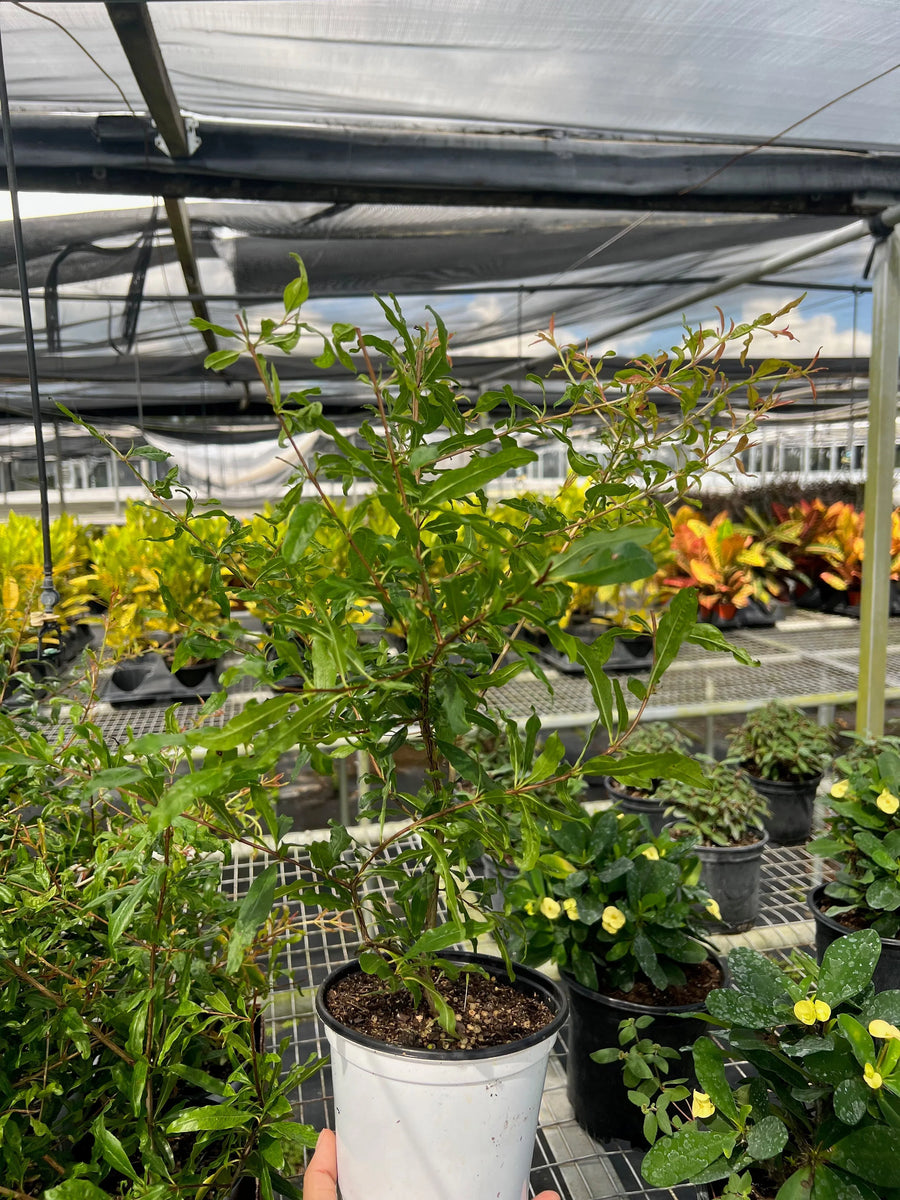 ED Pomegranate-Indoor Plants-American Plant Supply