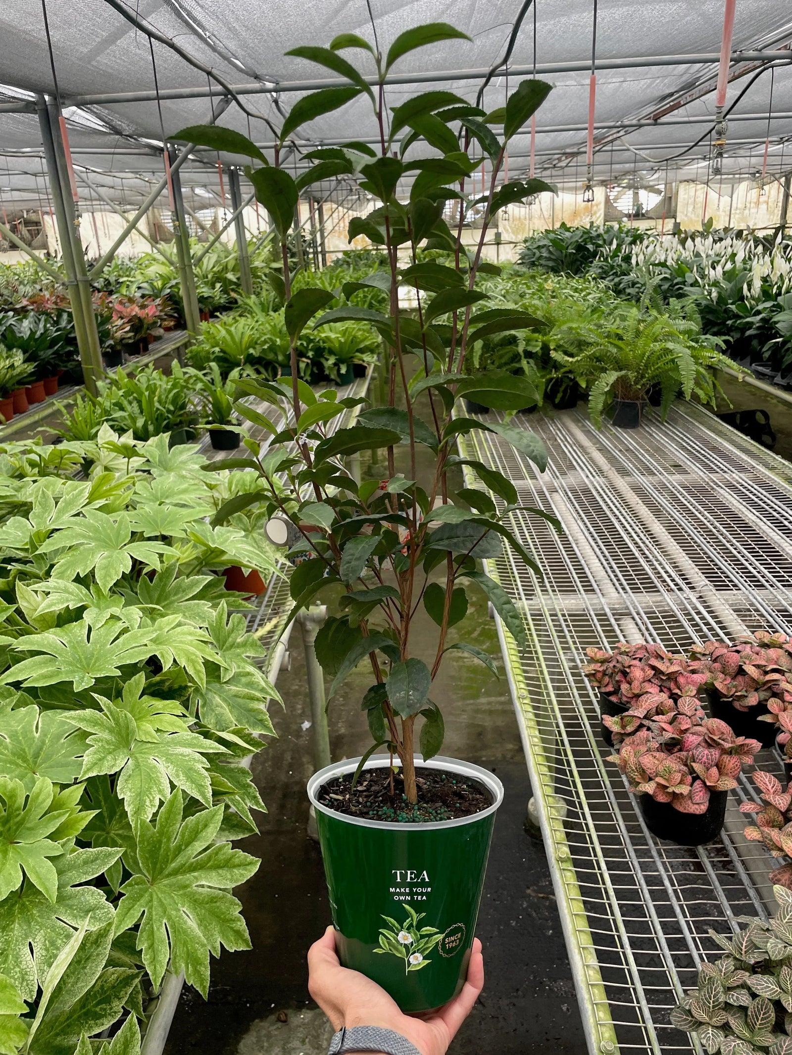 ED Tea-Indoor Plants-American Plant Supply