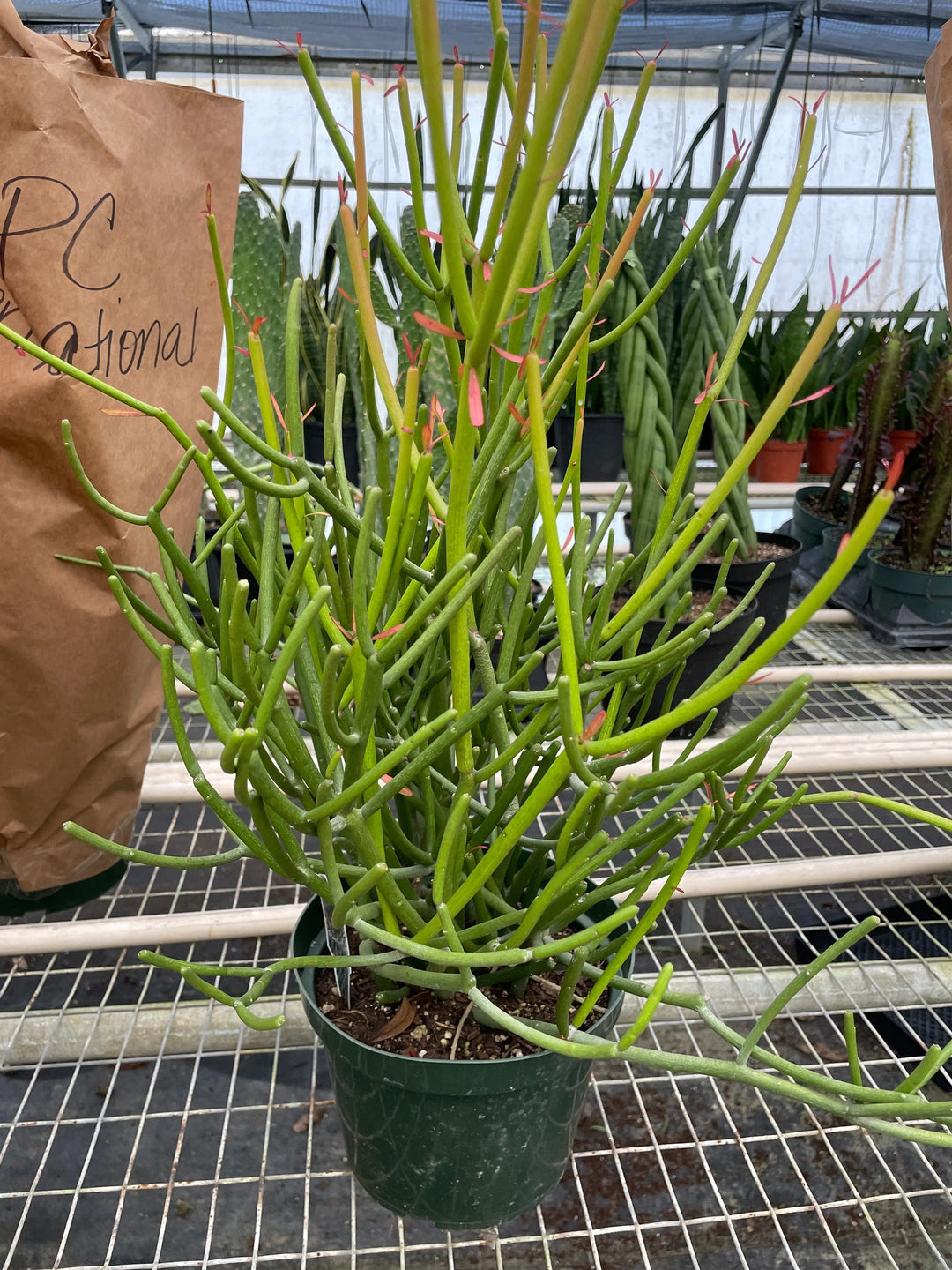 EUPHORBIA 'PENCIL CACTUS'-Succulent-American Plant Supply