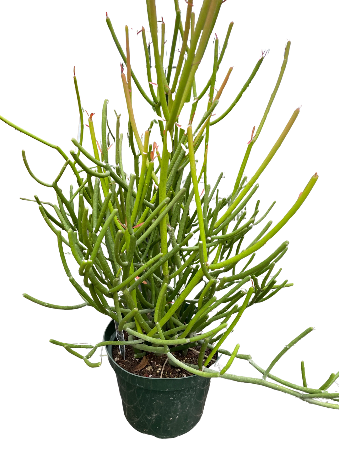 EUPHORBIA 'PENCIL CACTUS'-Succulent-American Plant Supply