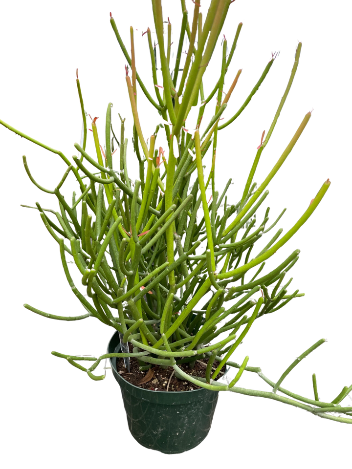 EUPHORBIA 'PENCIL CACTUS'-Succulent-American Plant Supply