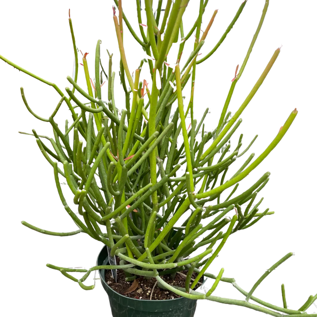 EUPHORBIA 'PENCIL CACTUS'-Succulent-American Plant Supply