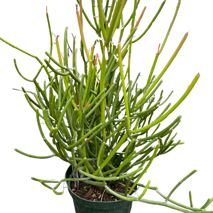 EUPHORBIA 'PENCIL CACTUS'-Succulent-American Plant Supply