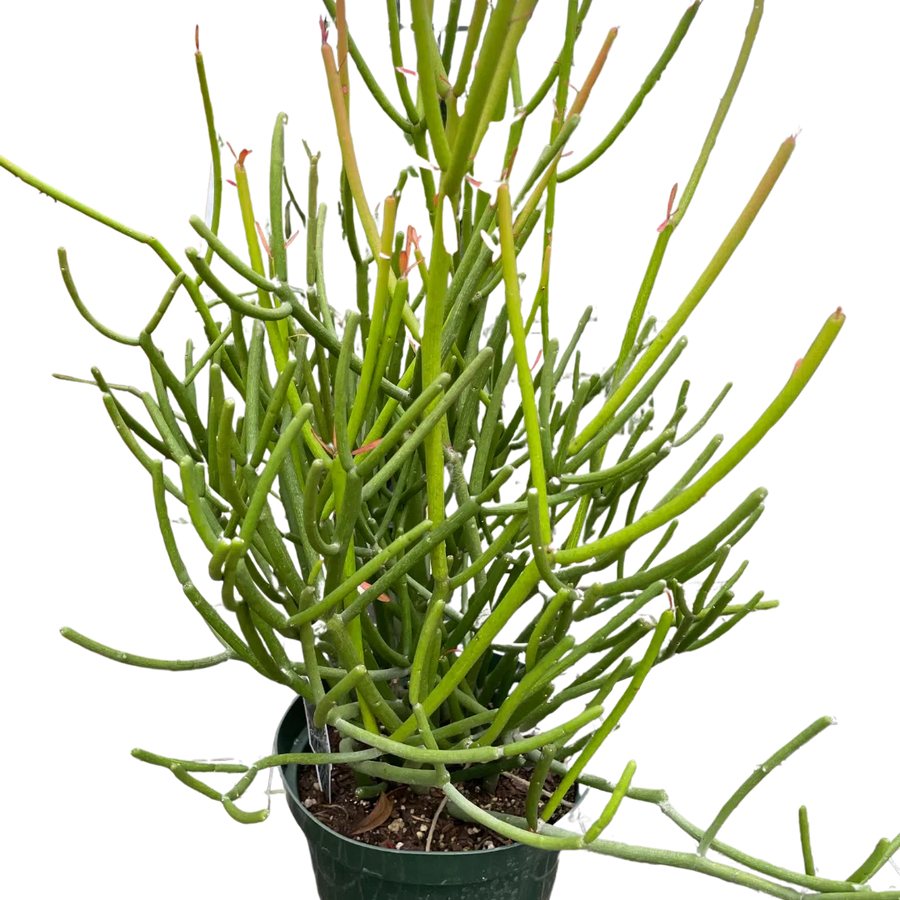 EUPHORBIA 'PENCIL CACTUS'-Succulent-American Plant Supply