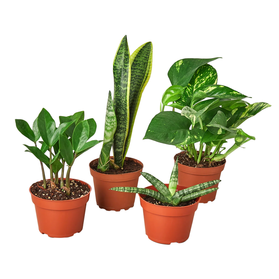 Easy Care Variety Bundle-American Plant Supply