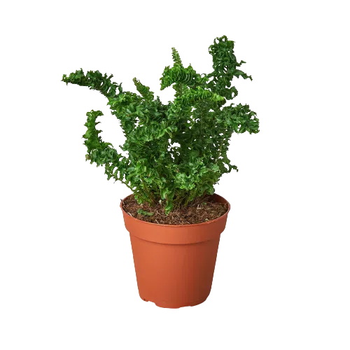 'Emina' Fern - 4" Pot-4" Plant (1pk/$2) ($6 Ship/15oz)-American Plant Supply