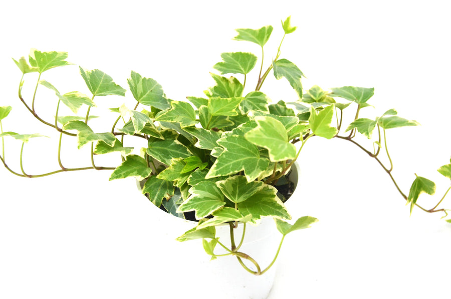 English Ivy 'Eva'-4" Plant (1pk/$2) ($6 Ship/15oz)-American Plant Supply