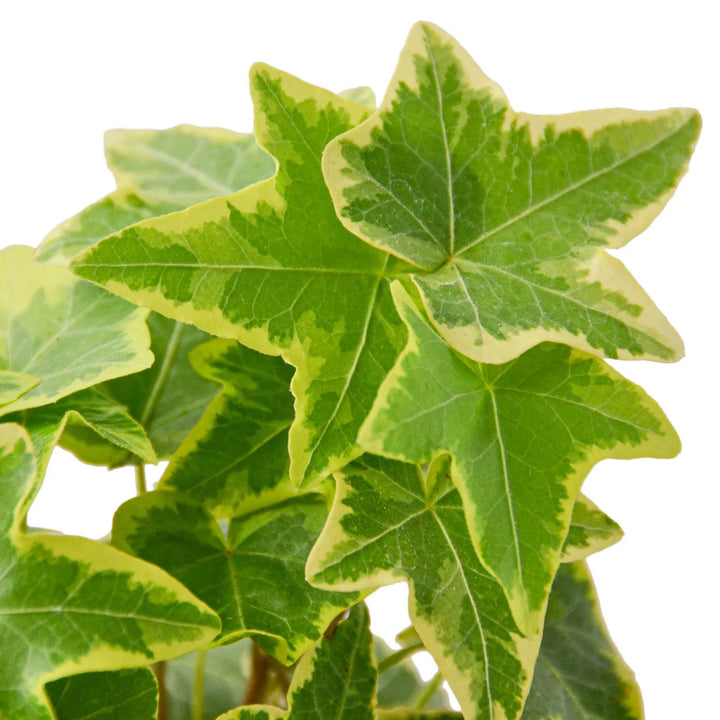 English Ivy Gold Child-Default-American Plant Supply