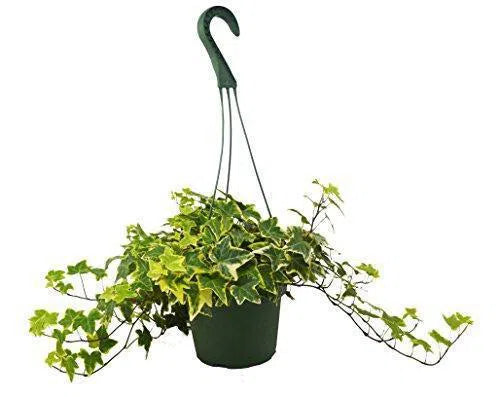 English Ivy Gold Child-Default-American Plant Supply