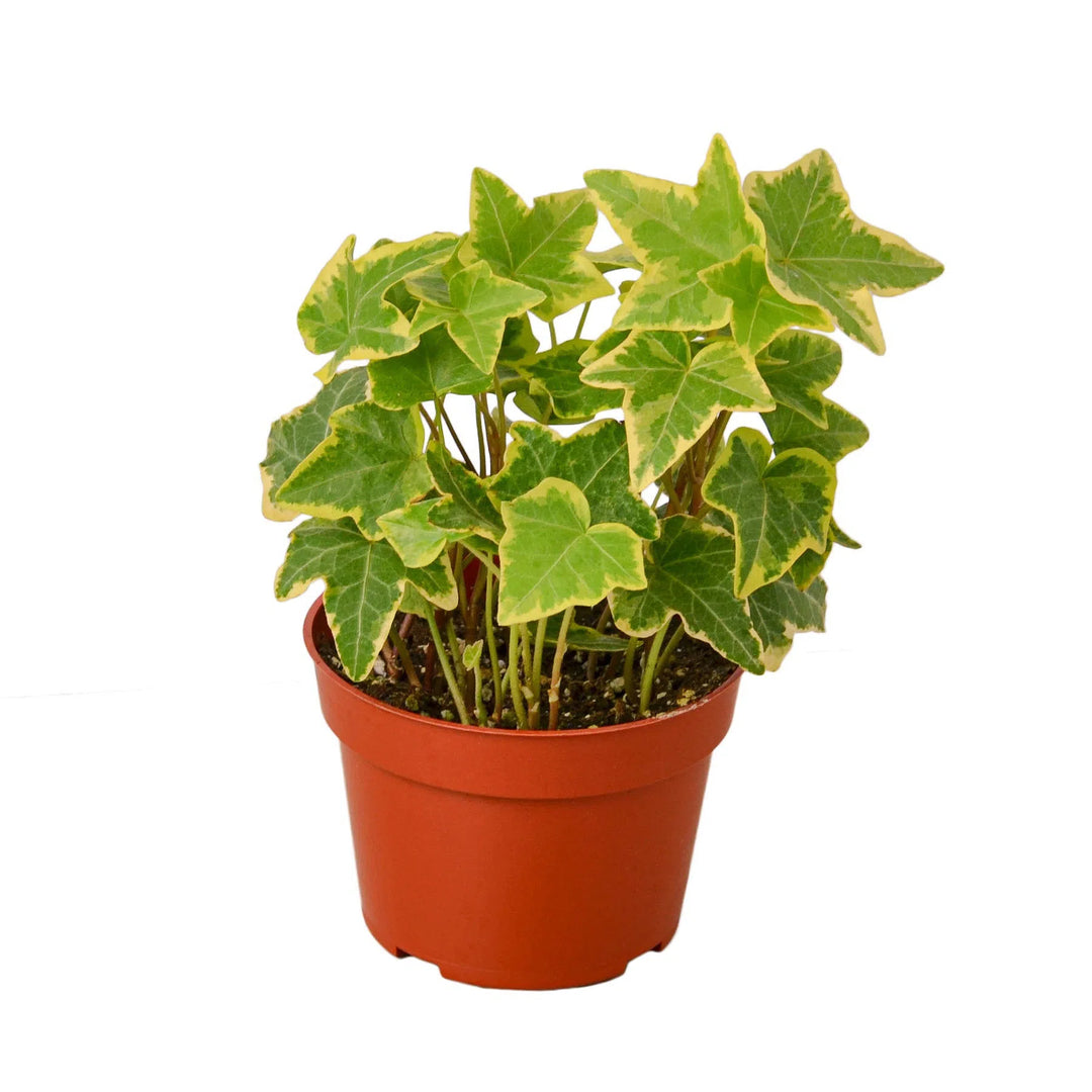 English Ivy Gold Child-Default-American Plant Supply