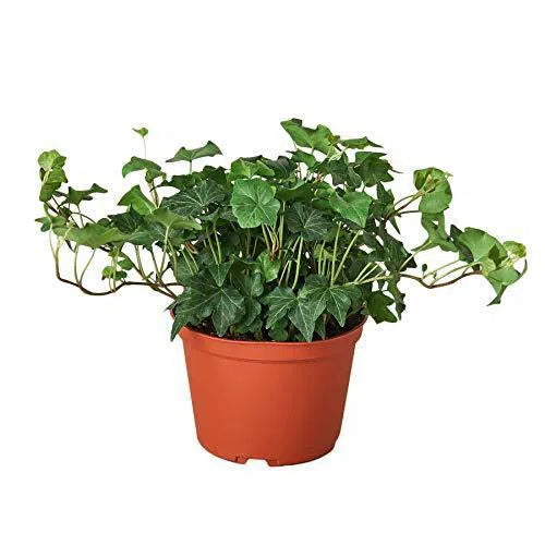 English Ivy Green California-Indoor Plants-American Plant Supply