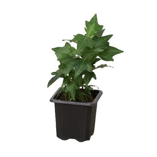 English Ivy Green California-Indoor Plants-American Plant Supply