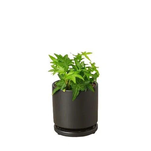 English Ivy Green California-Indoor Plants-American Plant Supply