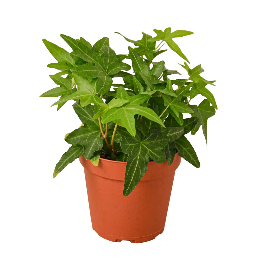 English Ivy Green California-Indoor Plants-American Plant Supply