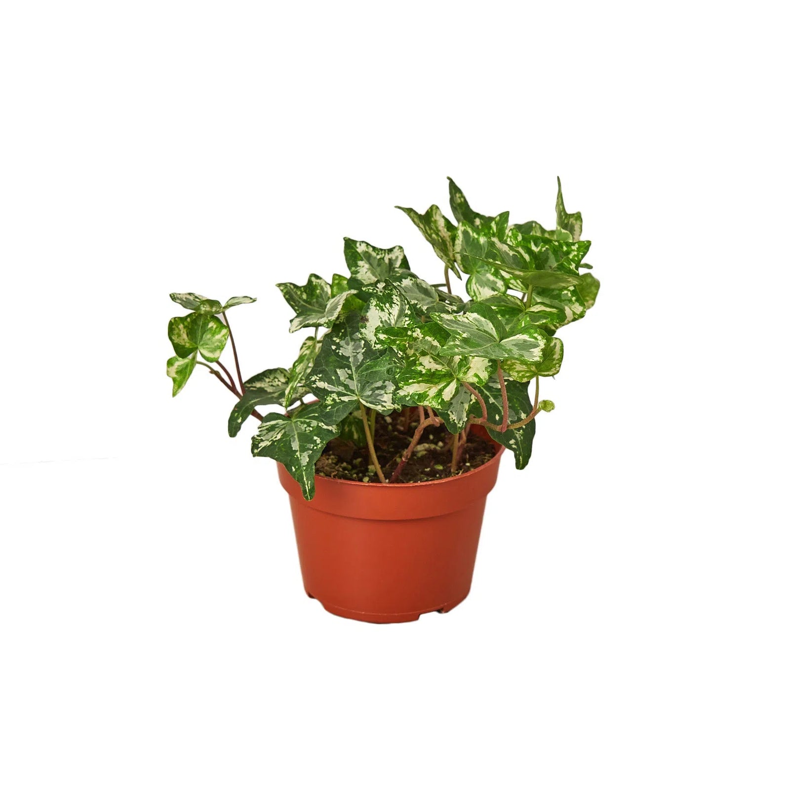English Ivy 'Kolibre'-Default-American Plant Supply