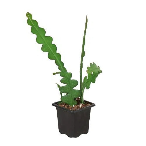 Epiphyllum 'Ric Rac' Cactus-American Plant Supply