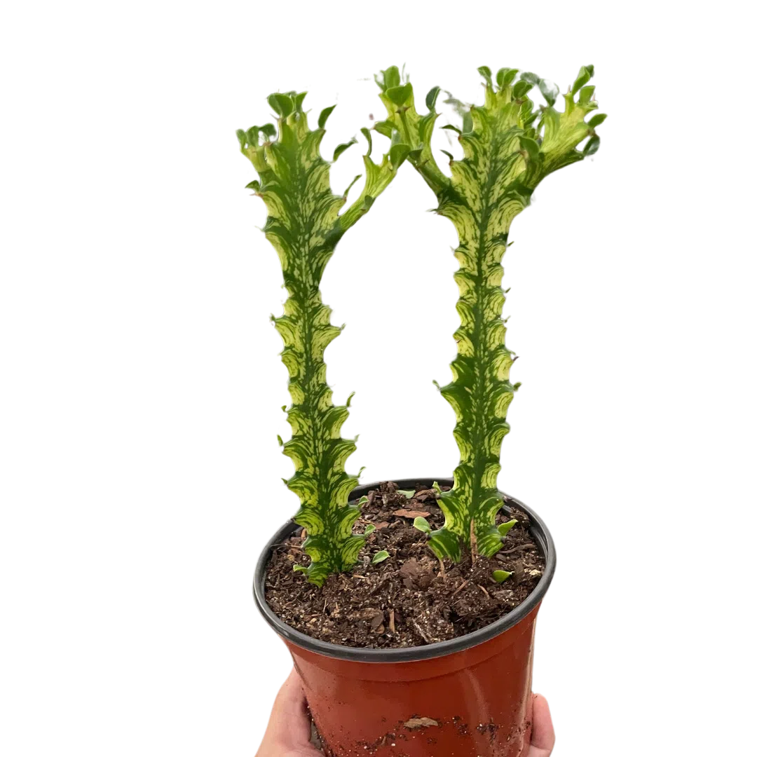 Euphorbia 'Mint Cream'-Succulent-American Plant Supply