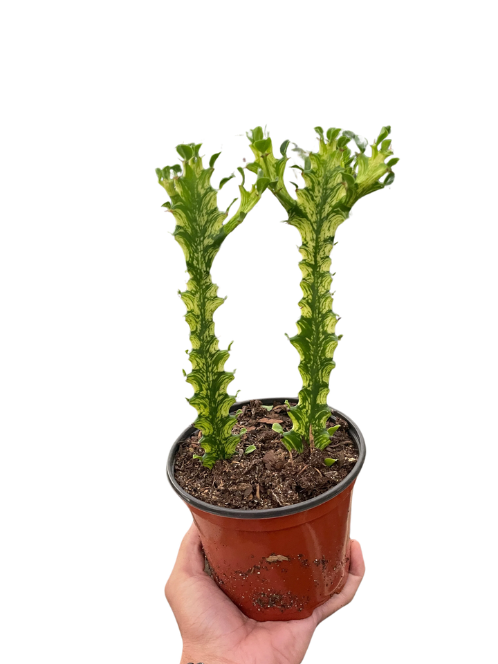 Euphorbia 'Mint Cream'-Succulent-American Plant Supply