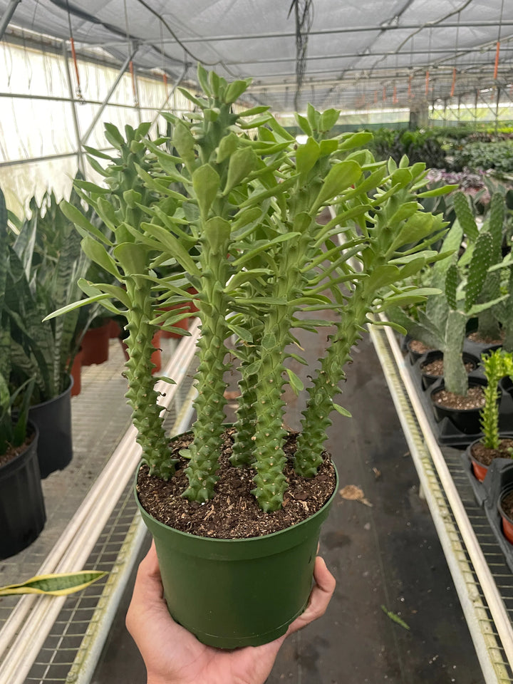 Euphorbia 'Sausage Spurge'-Succulent-American Plant Supply