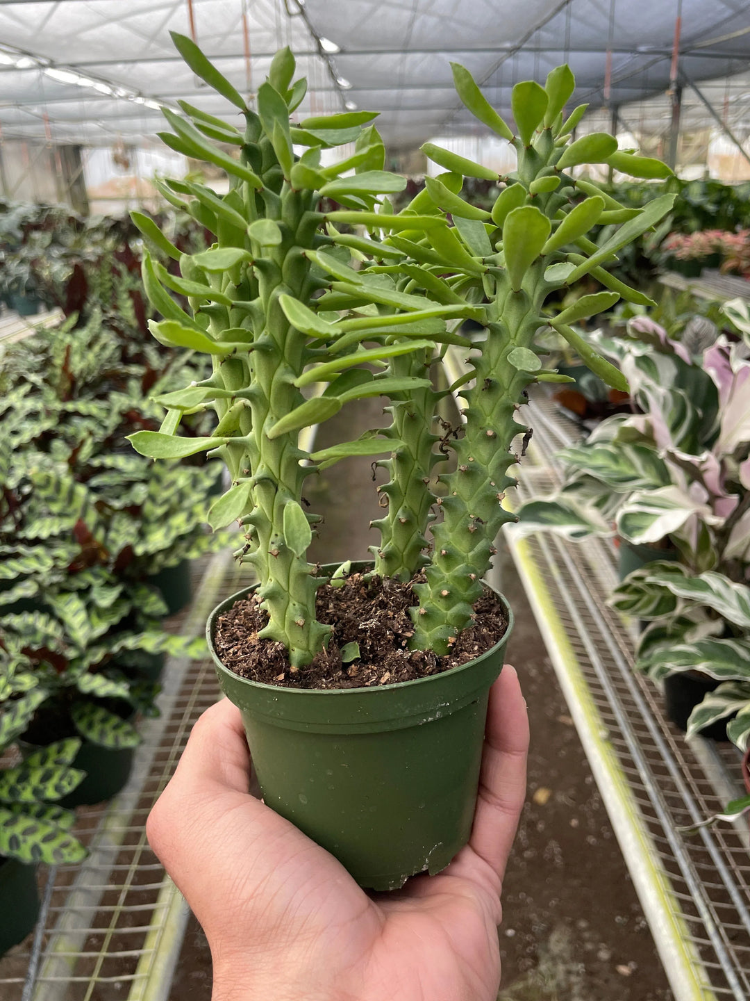 Euphorbia 'Sausage Spurge'-Succulent-American Plant Supply