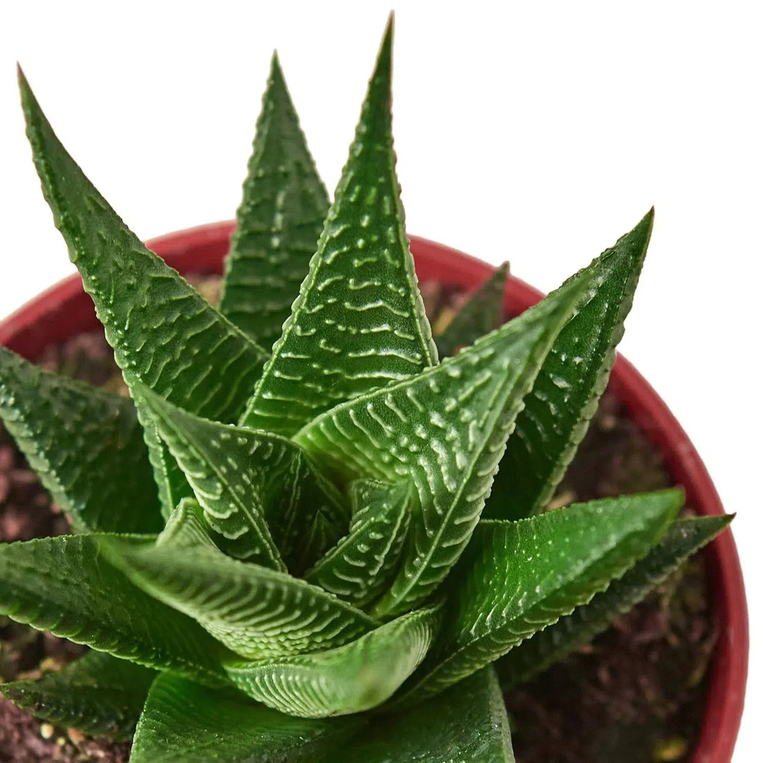 Fairy Washboard Haworthia-4" Plant-American Plant Supply