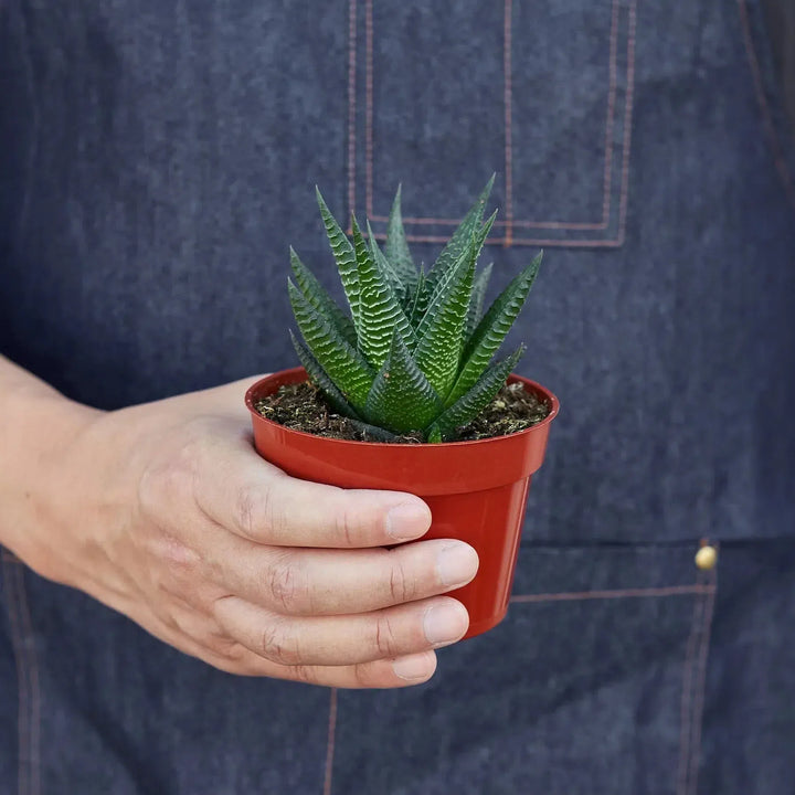 Fairy Washboard Haworthia-4" Plant-American Plant Supply