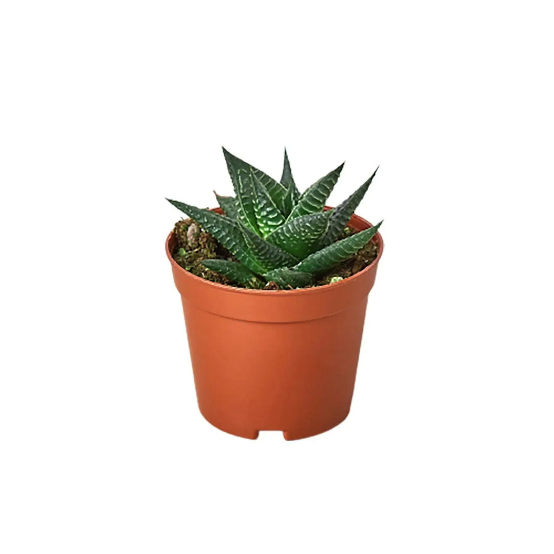 Fairy Washboard Haworthia-4" Plant-American Plant Supply