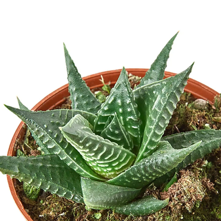 Fairy Washboard Haworthia-4" Plant-American Plant Supply