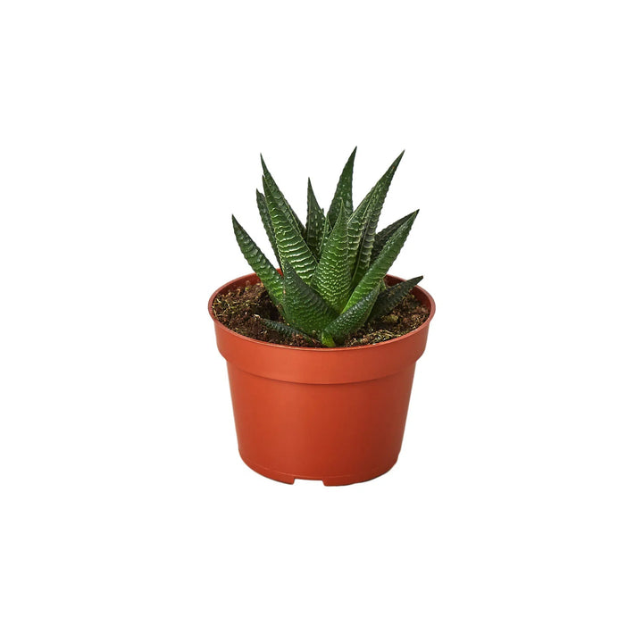 Fairy Washboard Haworthia-4" Plant-American Plant Supply