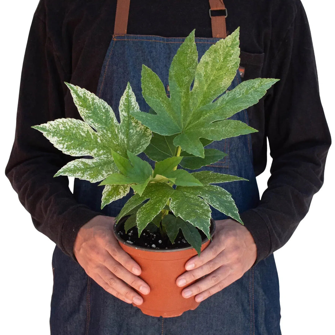 Fatsia 'Spider's Web'-Indoor Plants-American Plant Supply