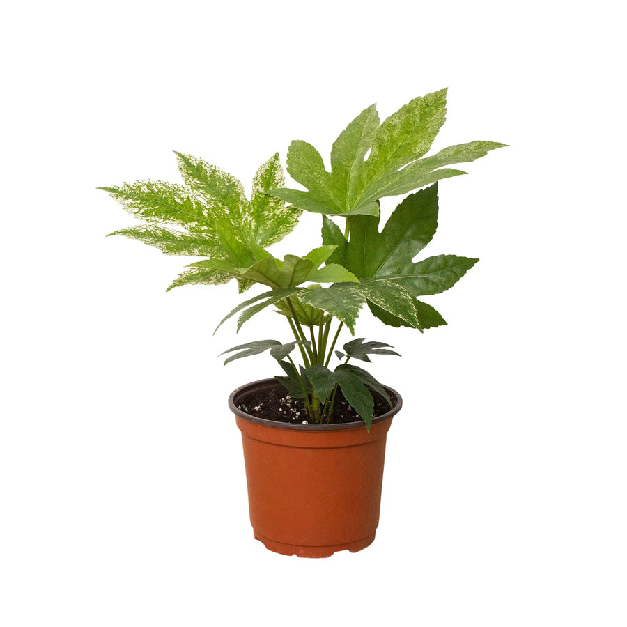 Fatsia 'Spider's Web'-Indoor Plants-American Plant Supply