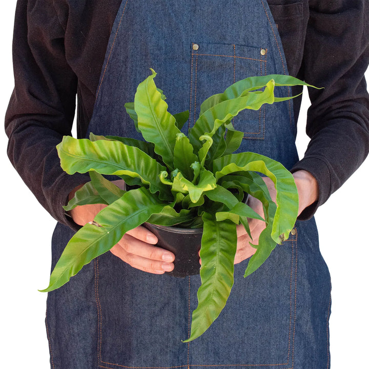 Fern 'Bird's Nest Hurricane'-Indoor Plants-American Plant Supply