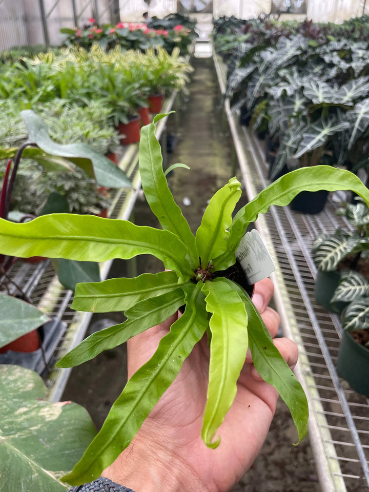 Fern 'Bird's Nest Hurricane'-Indoor Plants-American Plant Supply