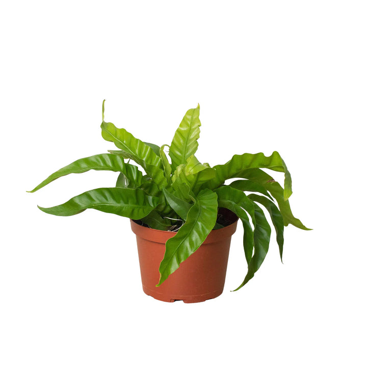 Fern 'Bird's Nest Hurricane'-Indoor Plants-American Plant Supply