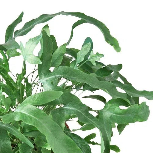 Fern 'Blue Star'-Indoor Plants-American Plant Supply