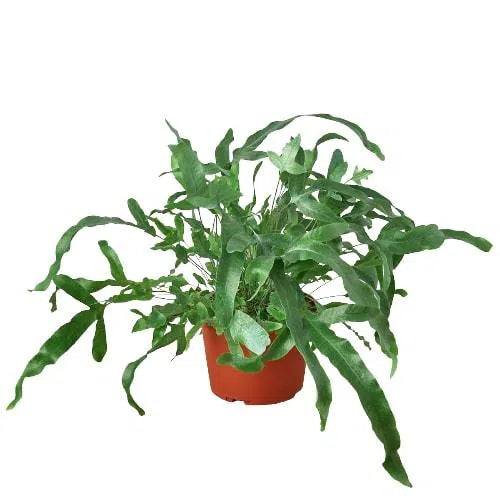 Fern 'Blue Star'-Indoor Plants-American Plant Supply