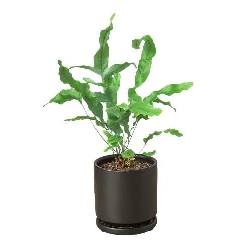 Fern 'Blue Star'-Indoor Plants-American Plant Supply